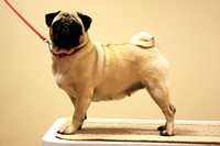 Pug