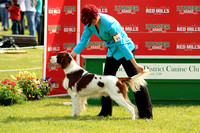 Irish Red & White Setter