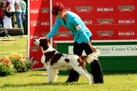 Irish Red & White Setter