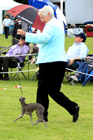 Italian Greyhound
