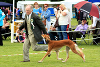 Saluki