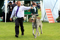 Irish Wolfhound