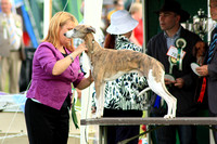Whippet