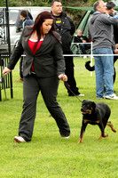 Rottweiler