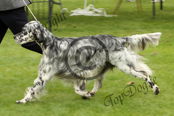 English Setter