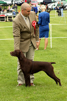 German Pointer