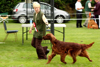 Irish Red Setter