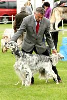 English Setter