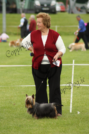 Australian Silky Terrier