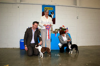 The All Ireland Boston Terrier Club CH Show '13