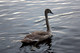 Wildlife & Animals